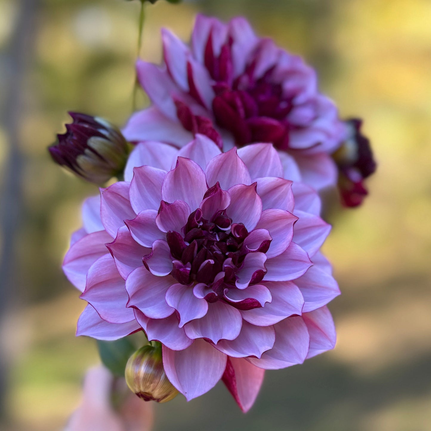 Purple flowers with blurred background 