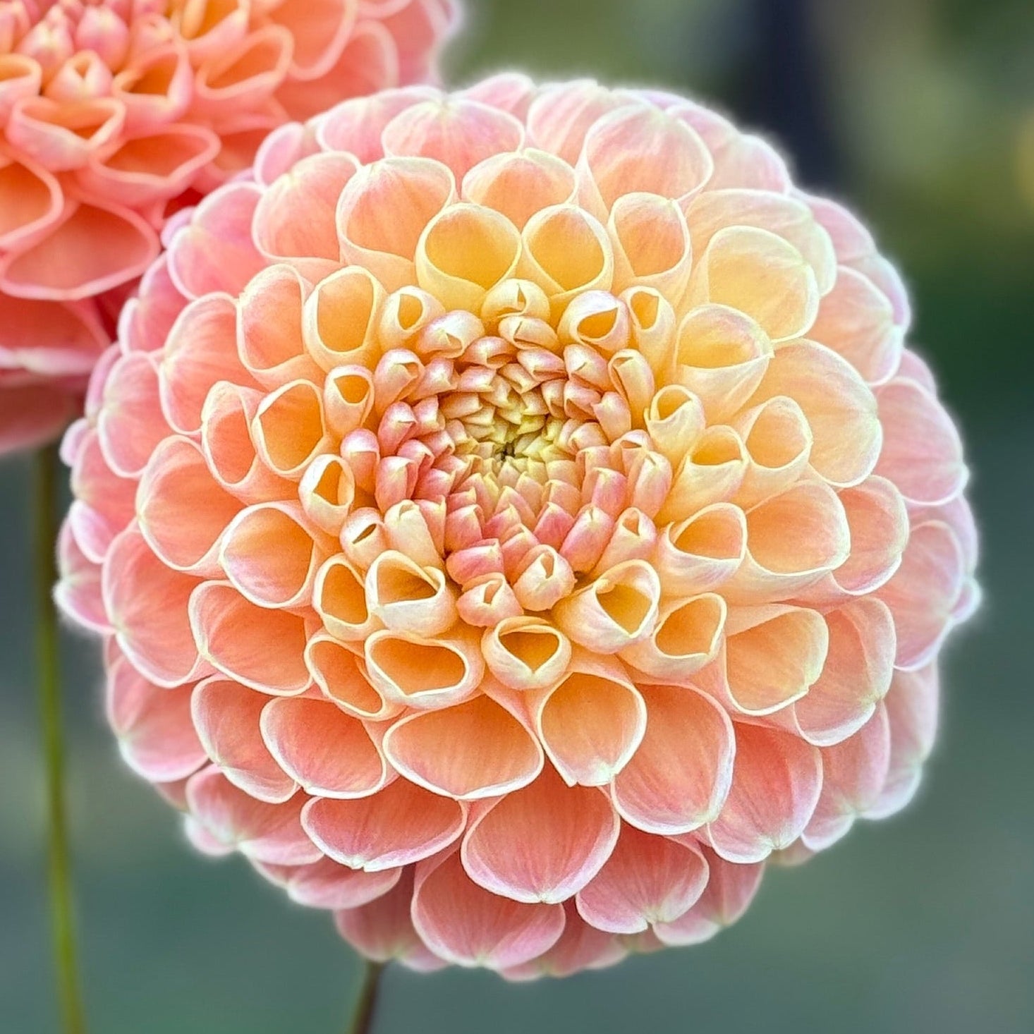 Two peach-colored dahlias held against a blurred green background