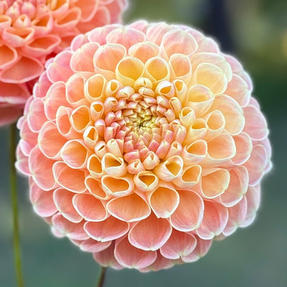 Two peach-colored dahlias held against a blurred green background