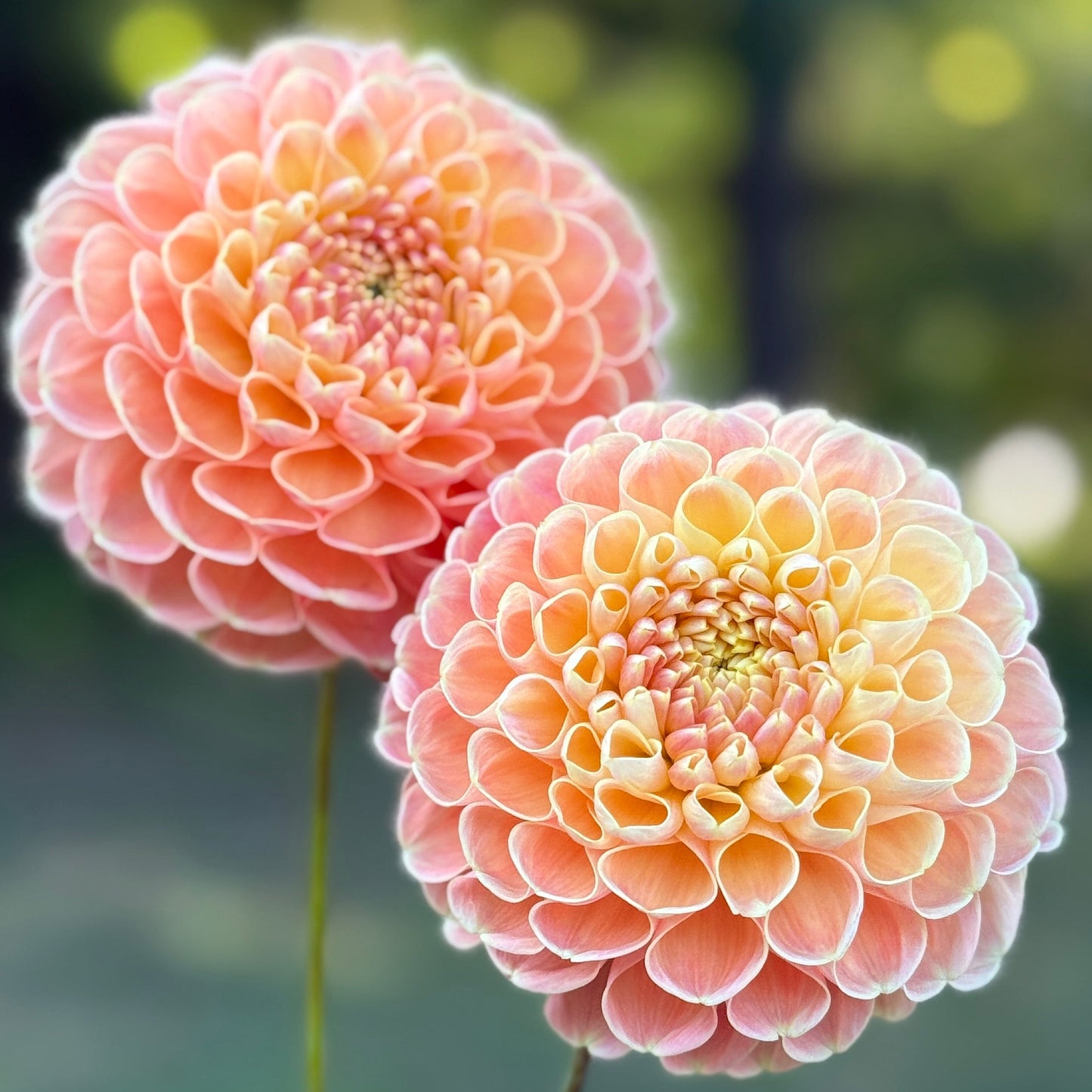Two pink flowers with a blurred green background