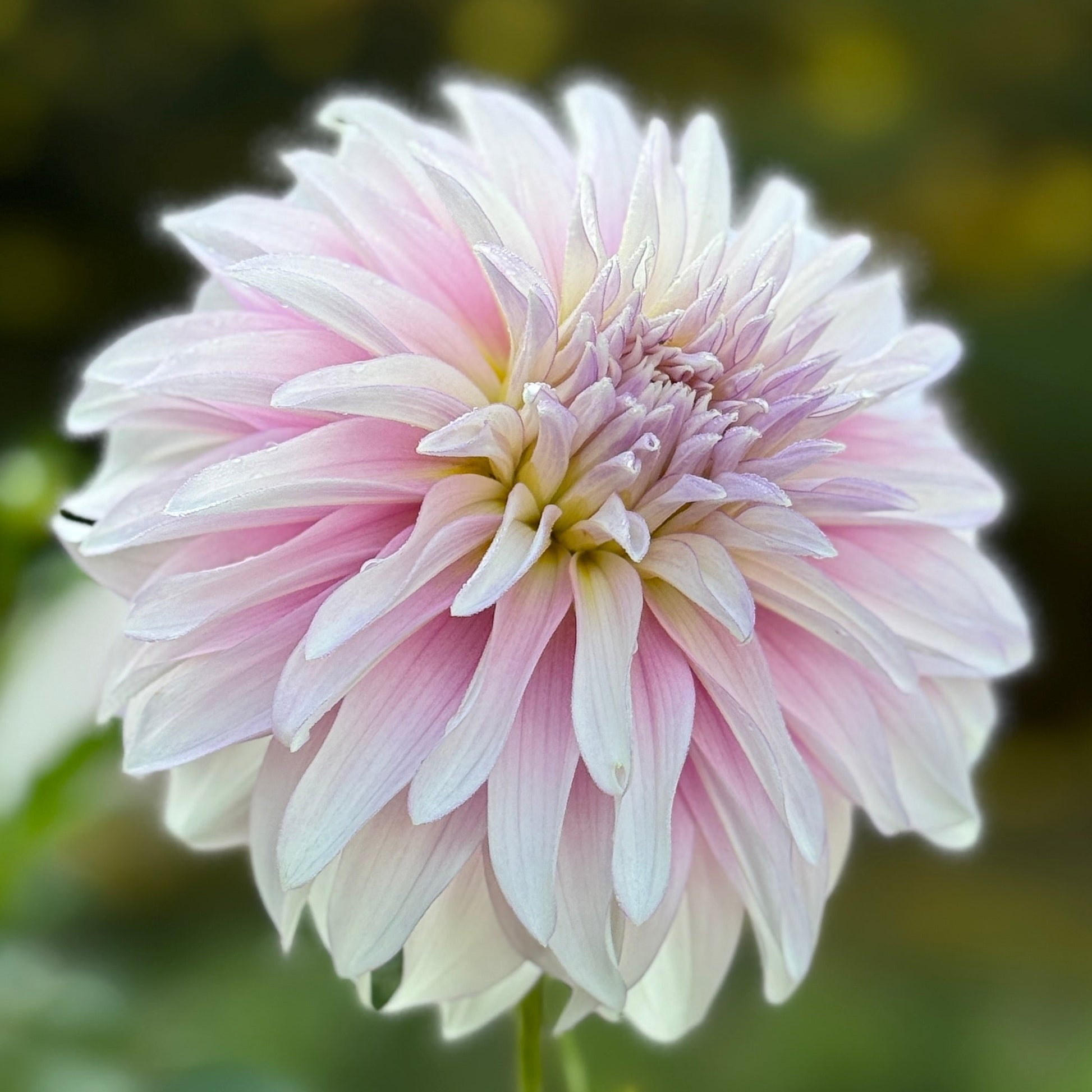 White and pink flower on blurred green background
