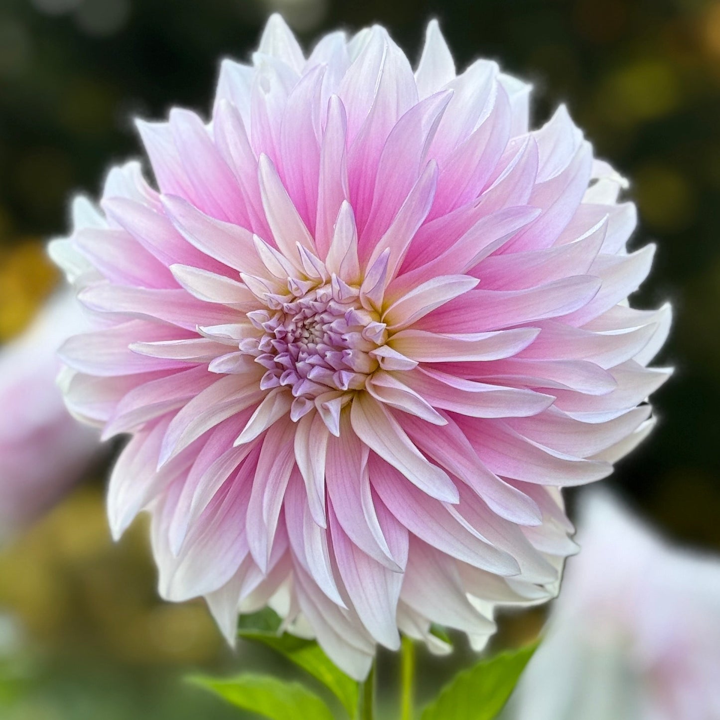 Pink dahlia flower with a blurred green background