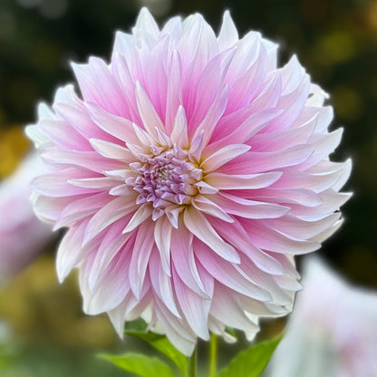 Pink dahlia flower with a blurred green background