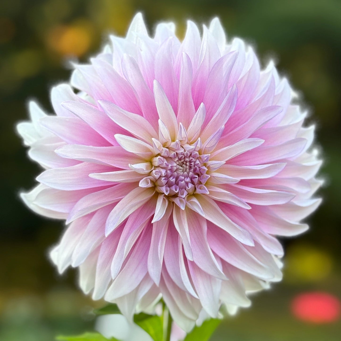 Pink and white flower