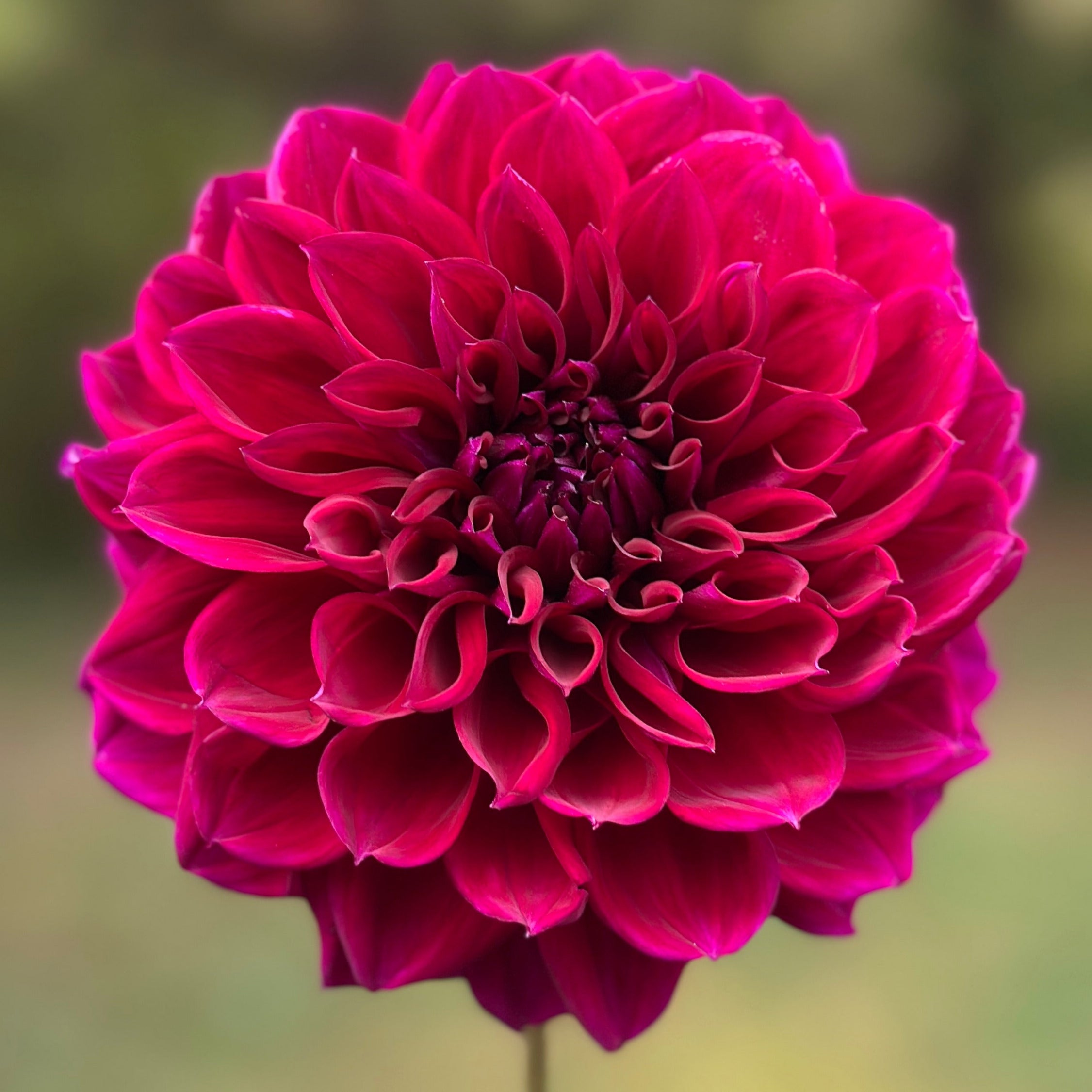 Close-up image of a purple Dahlia flower with a blurred background.