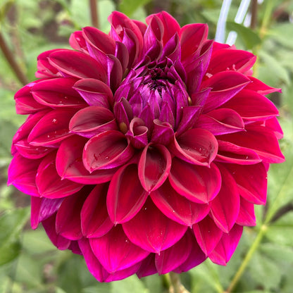 Deep purple dahlia up close