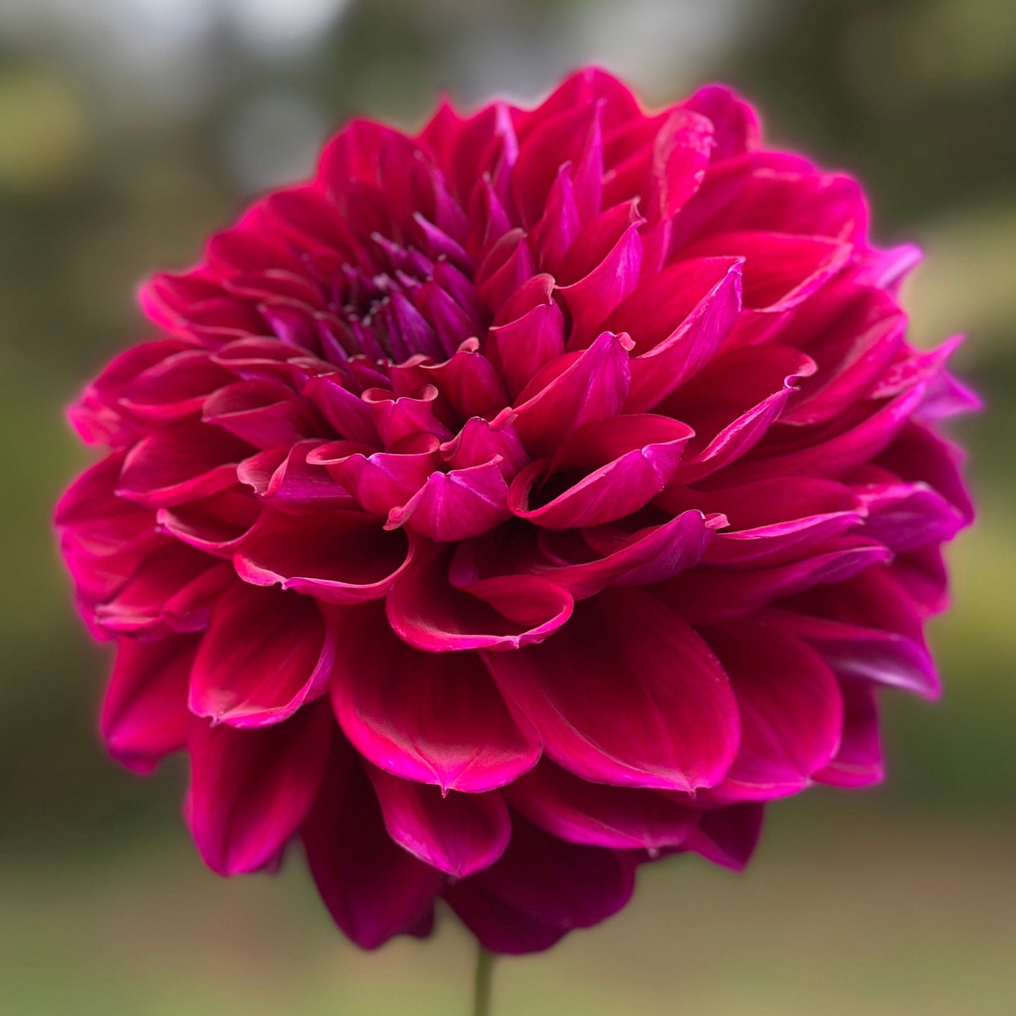 Dark purple dahlia up close