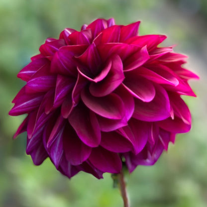 Deep purple dahlia up close petals