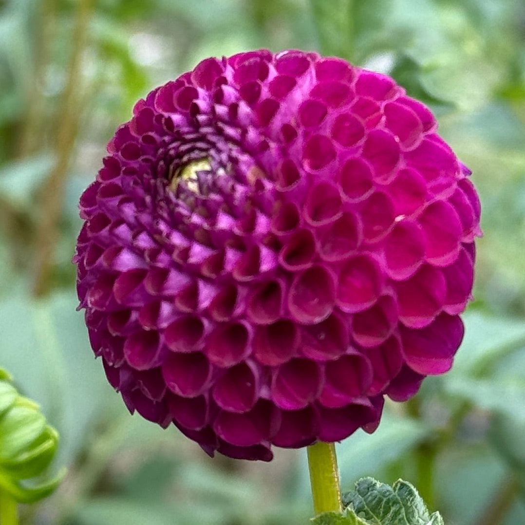 Purple dahlias with green leaves in a garden setting