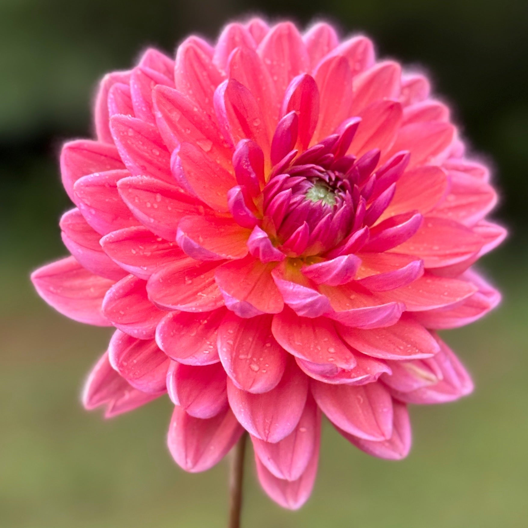 Pink flower held by a hand against a blurred green background