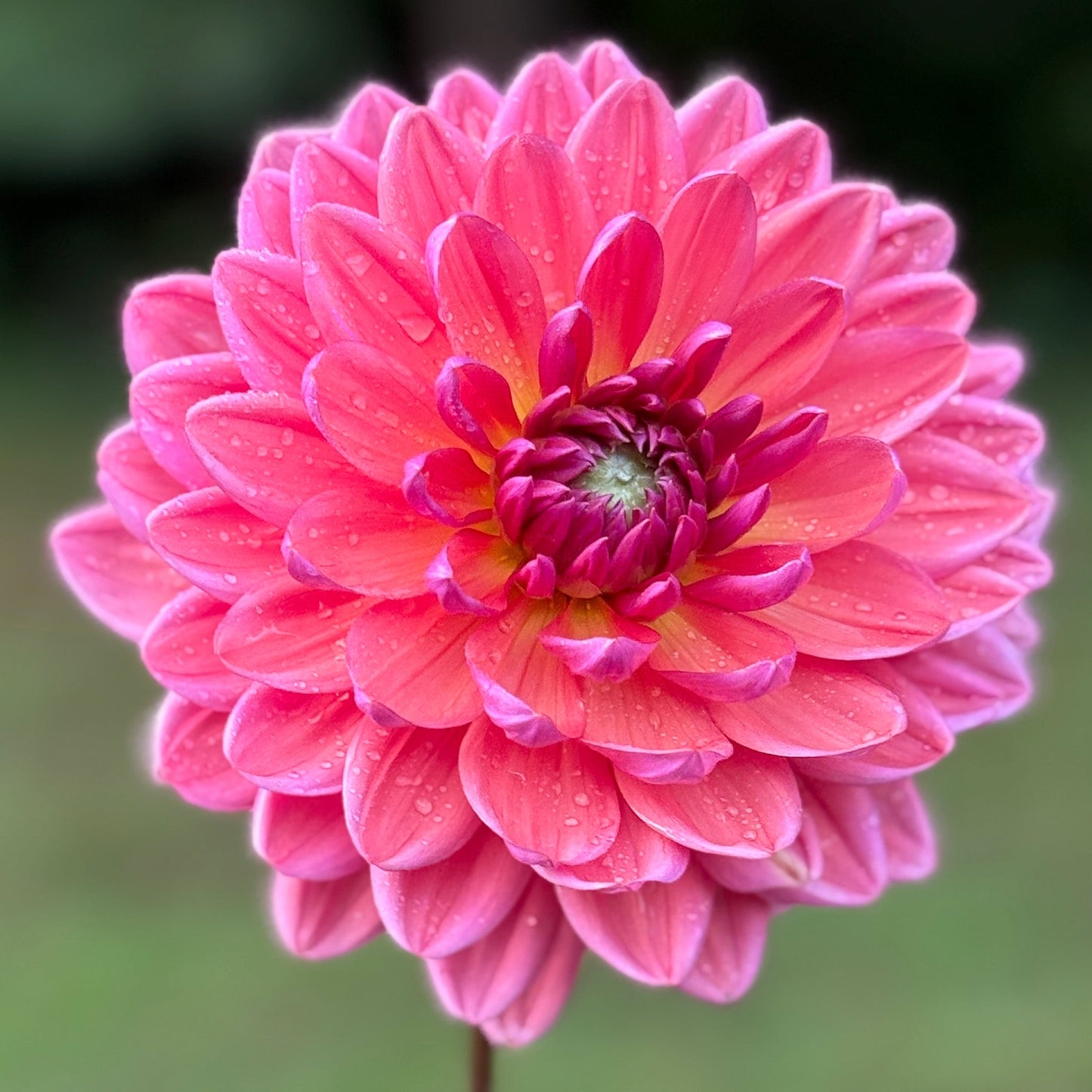 Hand holding a pink flower against a blurred green background