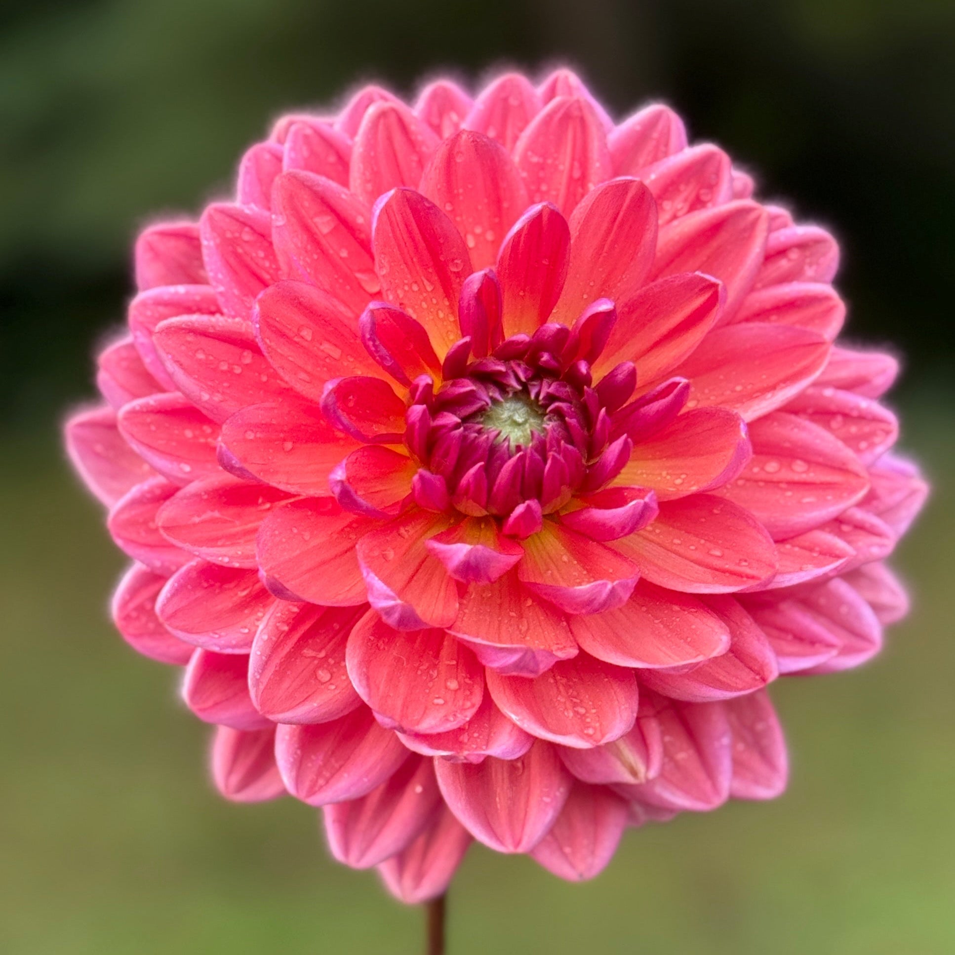 Pink flower held by a hand with a blurred green background