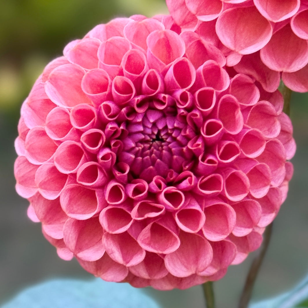 A pink bloom on a blurred background. Ferncliff Rusty Dahlia Tuber