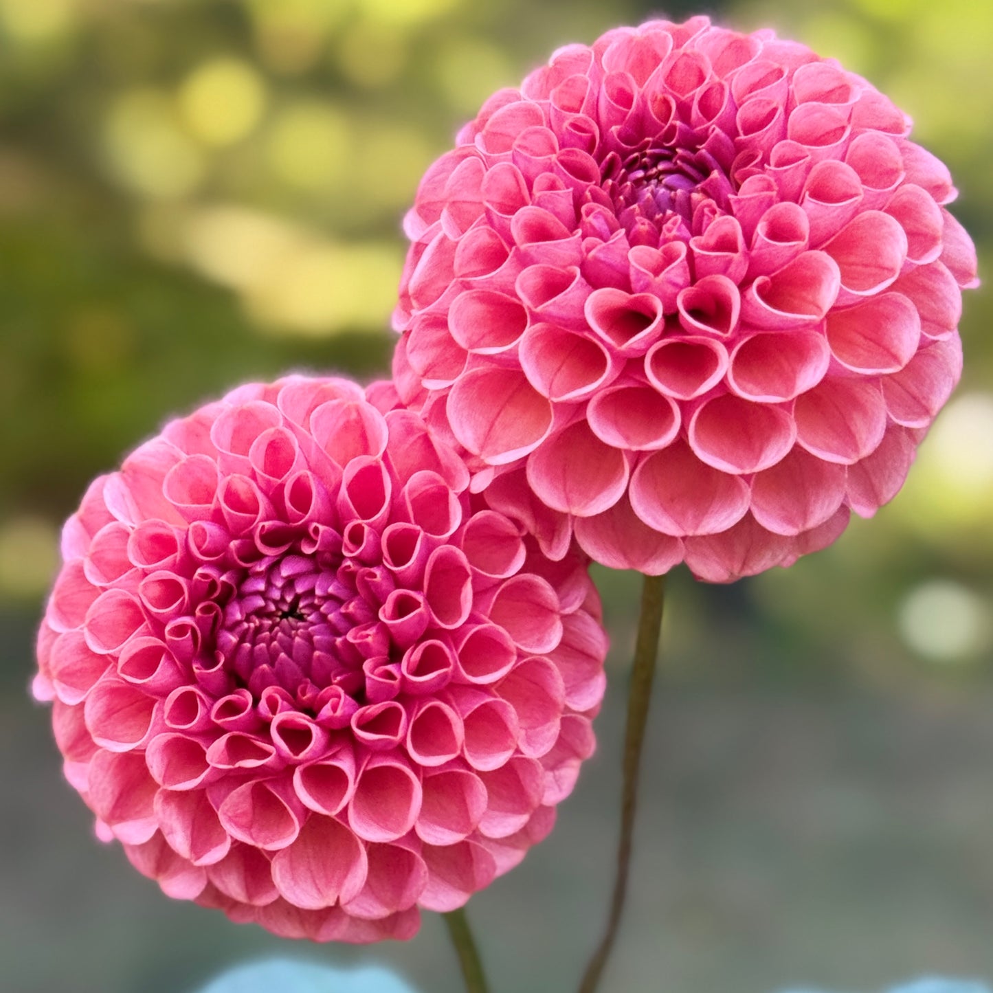 2 pink blooms on a blurred background. Ferncliff Rusty Dahlia Tuber