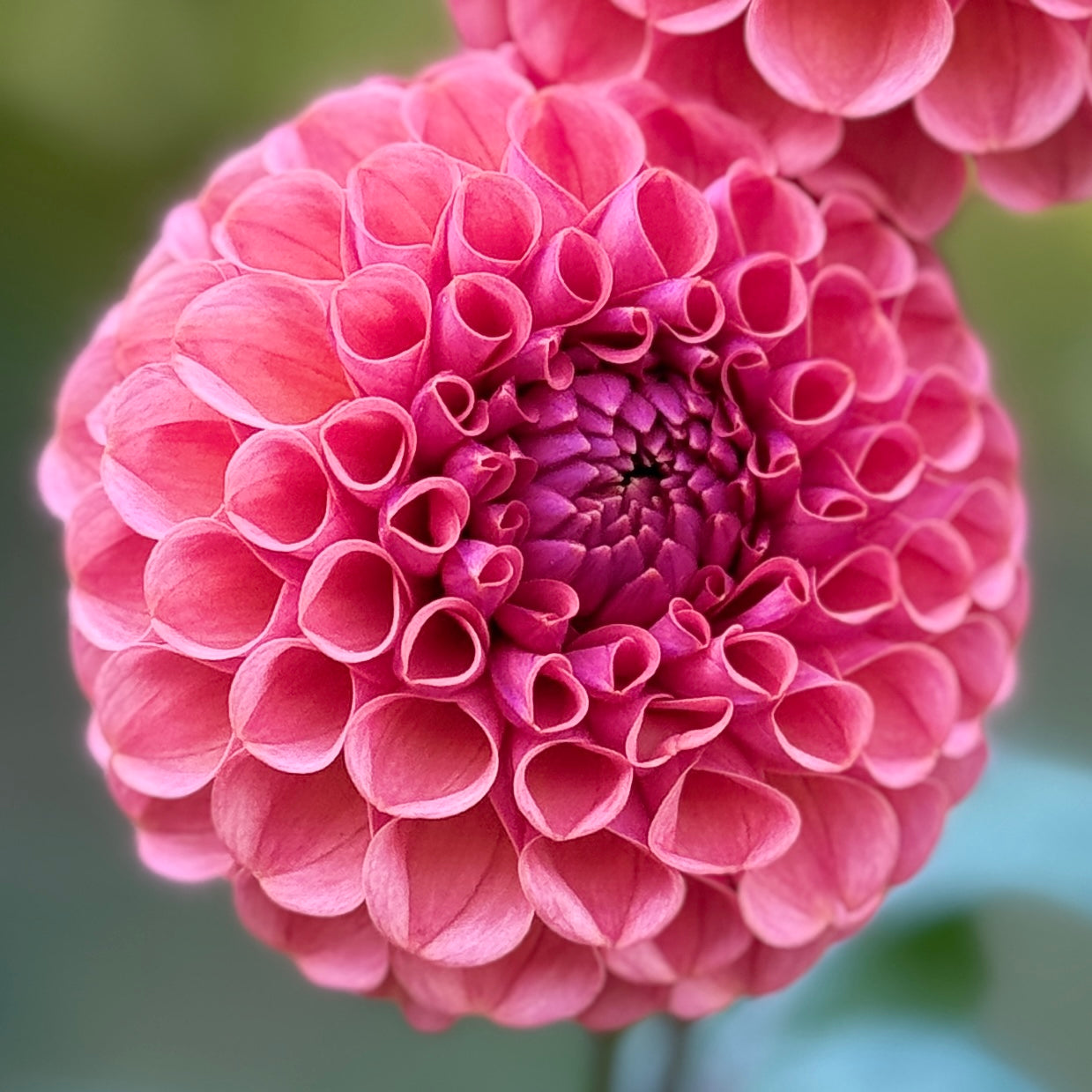 A pink bloom on a blurred background. Ferncliff Rusty Dahlia Tuber