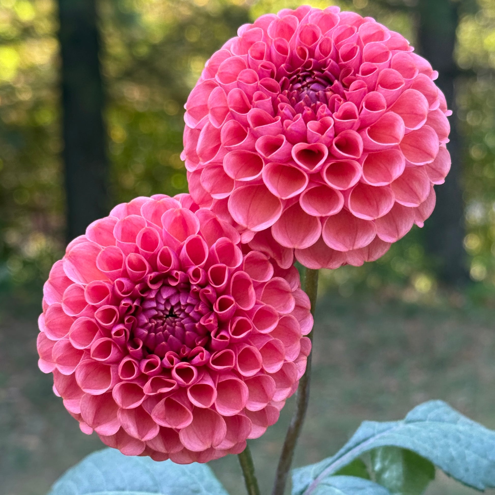 2 pink blooms on a blurred background. Ferncliff Rusty Dahlia Tuber