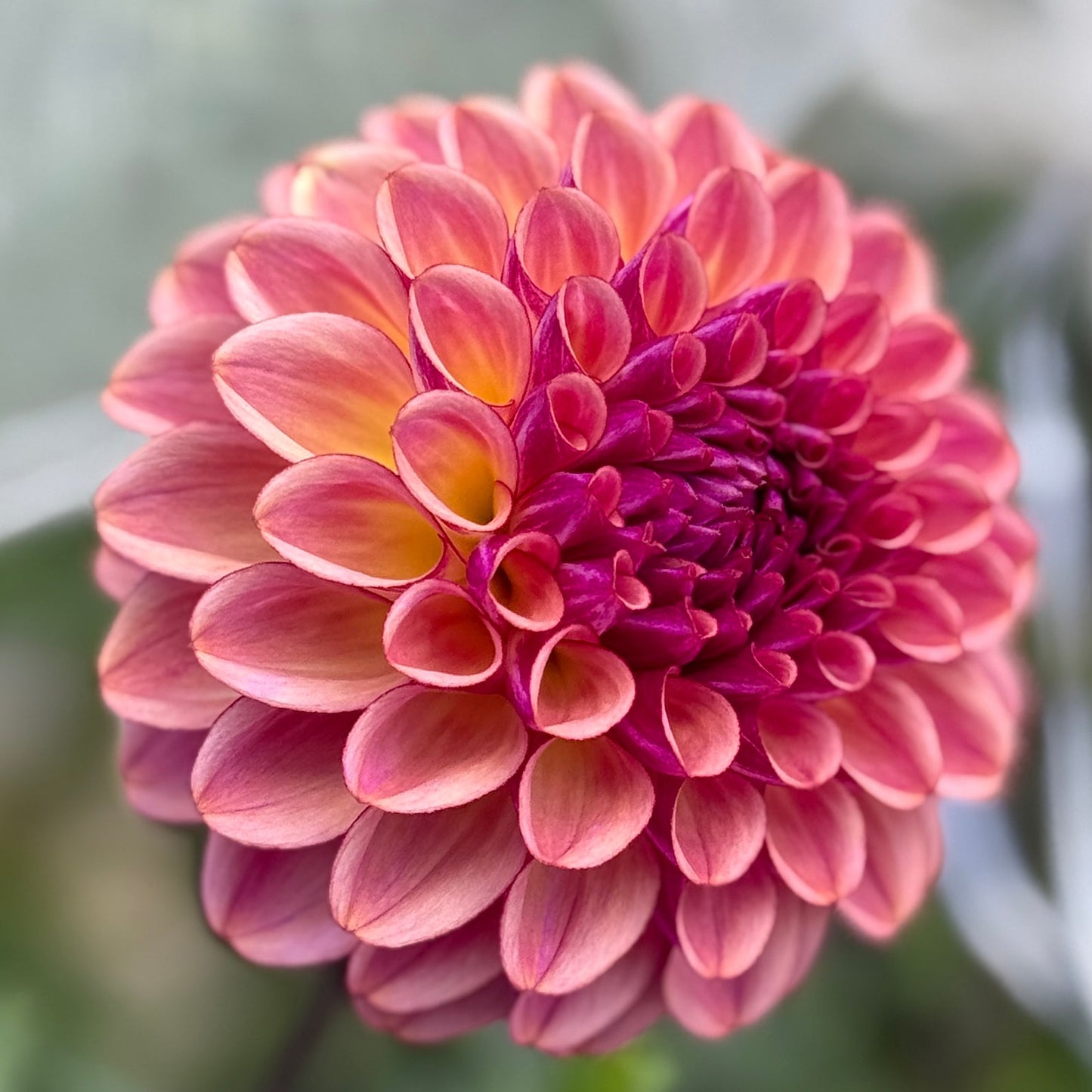Close-up of a pink flower with a blurred green background