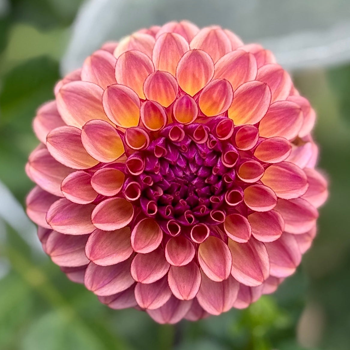 Close-up of a pink flower with green leaves in the background