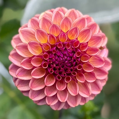 Close-up of a pink flower with green leaves in the background