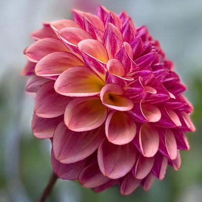 Close-up of a pink flower with a blurred background