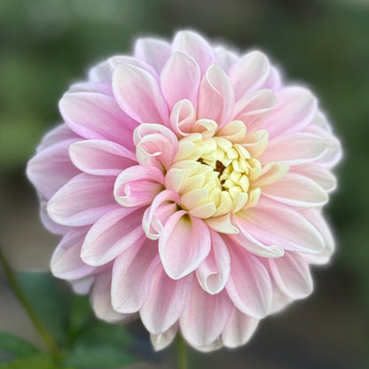Pink flower with a blurred green and brown background. Fluffles Dahlia Tuber