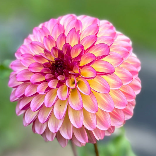 A close-up image of a pink and dark blend colored decorative flower.
