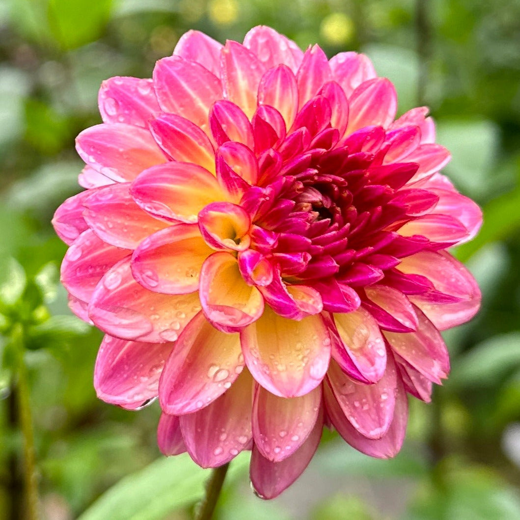 A close-up image of a pink and yellow Dahlia flower with green foliage in the background.