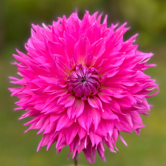 A close-up image of a pink dahlia flower with a blurred green background.