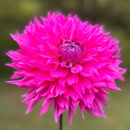 A single pink Dahlia flower in bloom, with a blurred green background.