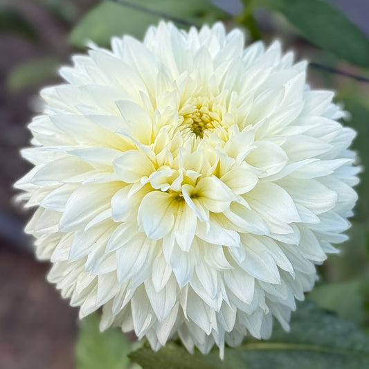 White flower with green leaves on a blurred natural background