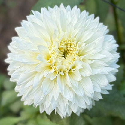 White flower with green leaves in a natural setting