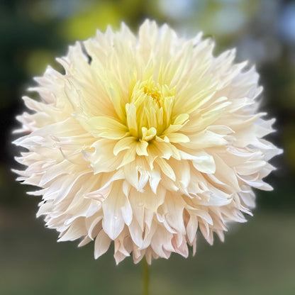 Large cream-colored flower held by a hand with a blurred natural background