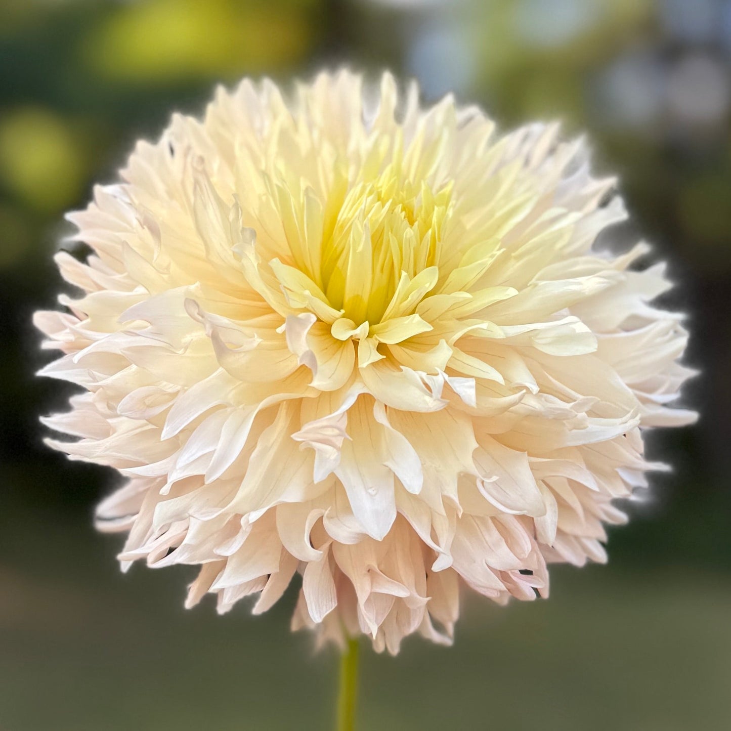 light yellow flower with a blurred natural background