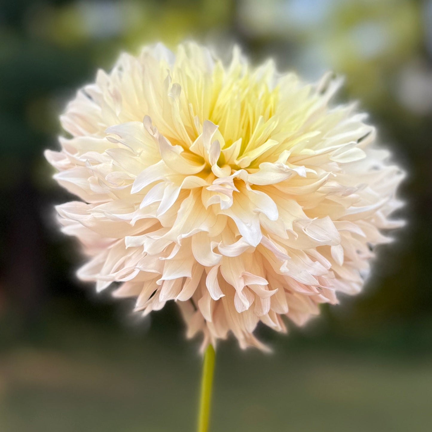 Close-up of a beige flower with a blurred green background