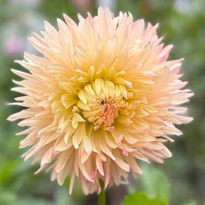Large peach-colored flower with green leaves on a blurred natural background