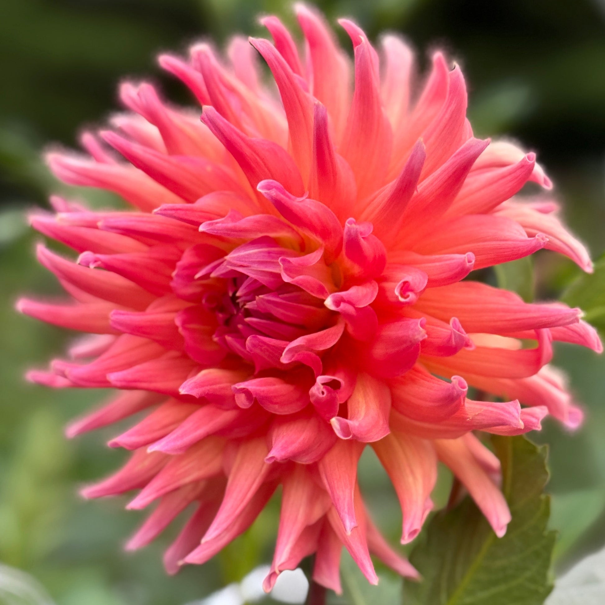 Close-up of a pink flower with green leaves in the background