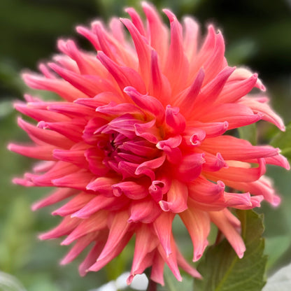 Close-up of a pink flower with green leaves in the background