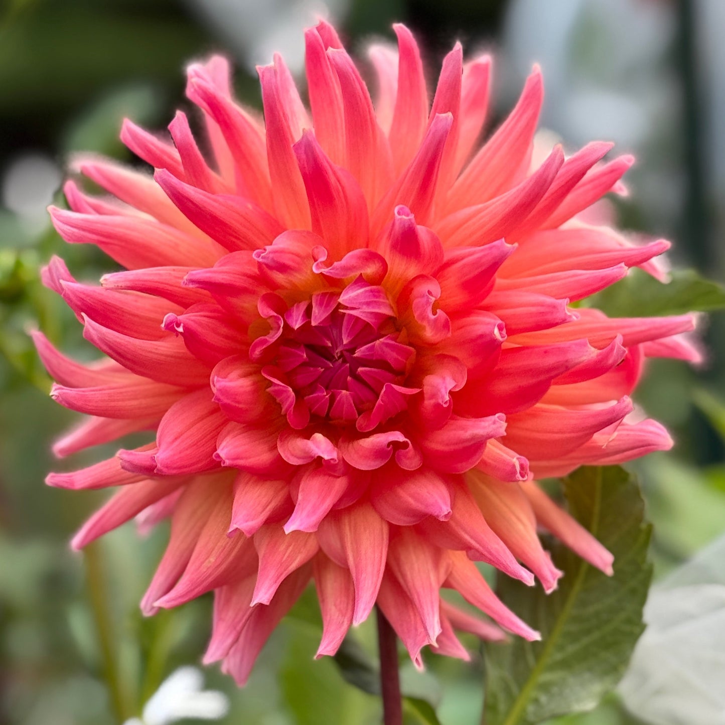 Large pink flower with green leaves in the background