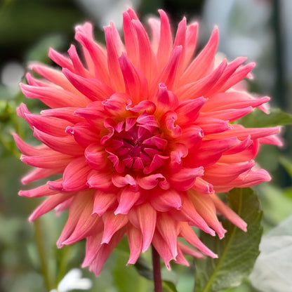 Large pink flower with green leaves in the background
