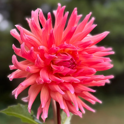 Pink flower with green leaves against a blurred natural background