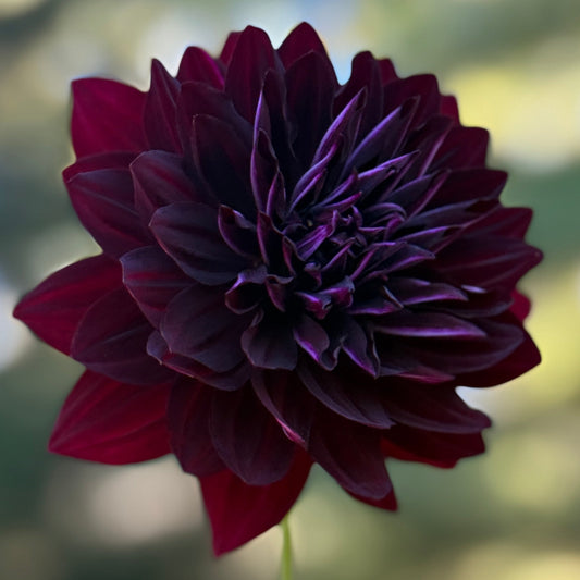 Dark purple flower with a blurred natural background
