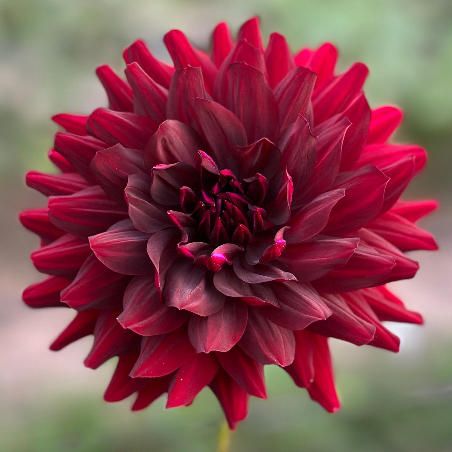 A close-up image of a dark red, spiky-leaved plant, resembling a Dahlia, with a blurred green background.