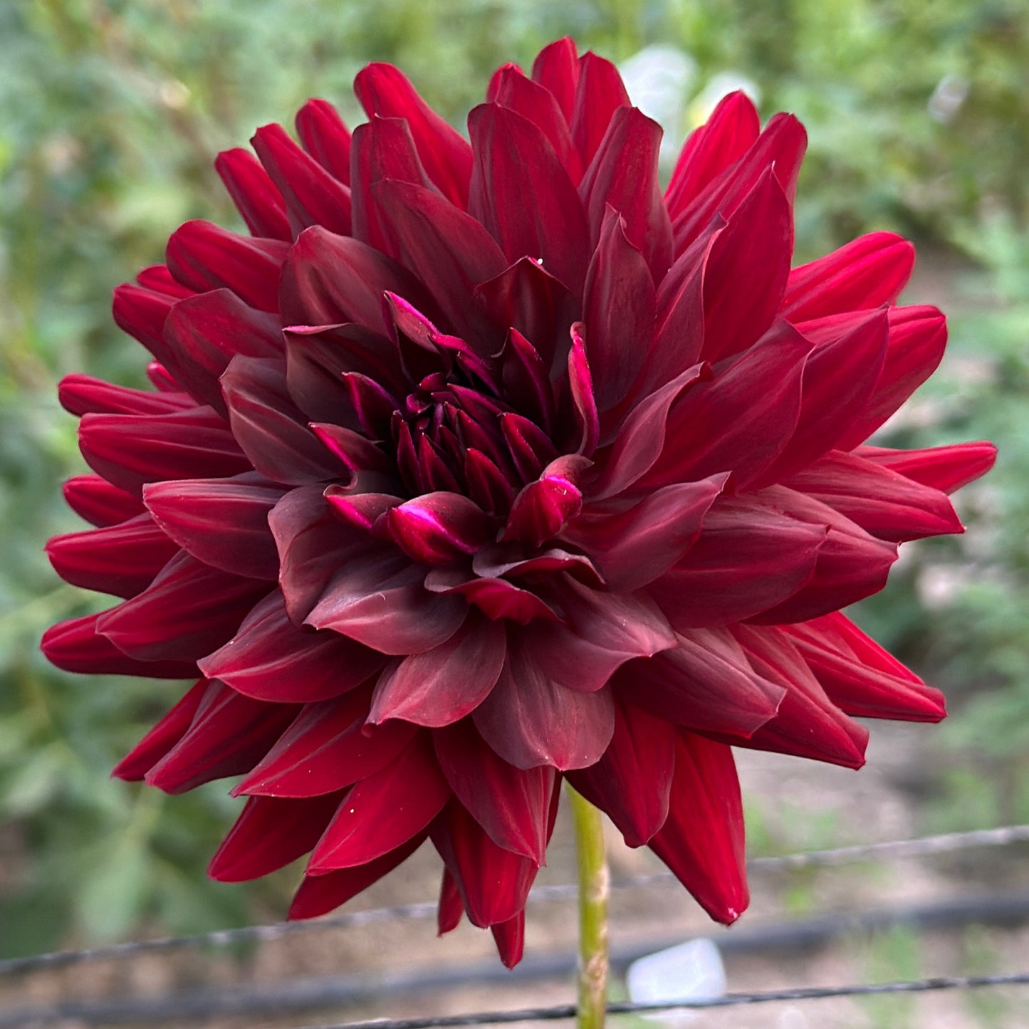 A close-up image of a red Dahlia flower with a blurred background.