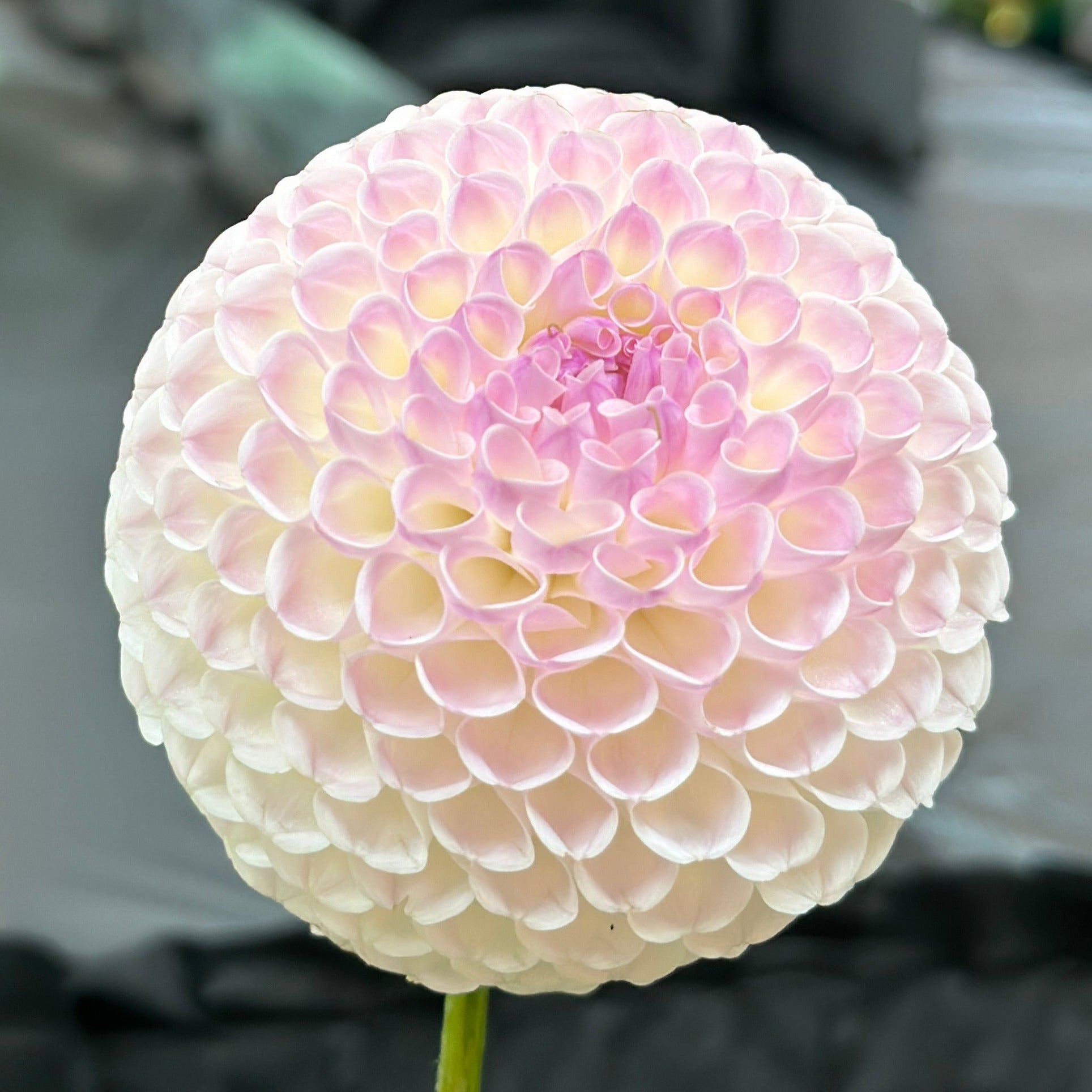 Close-up image of a white Hollyhill Miss White Dahlia flower.