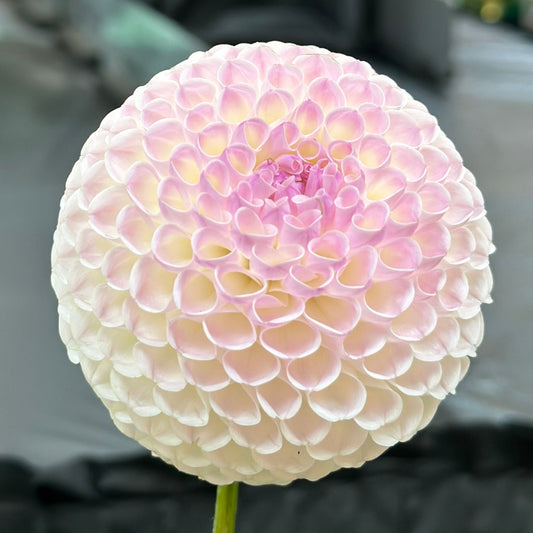 Close-up image of a white Hollyhill Miss White Dahlia flower.