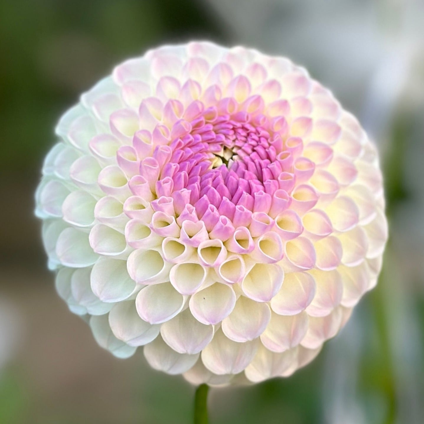 Close-up image of a white Hollyhill Miss flower with a pink center.
