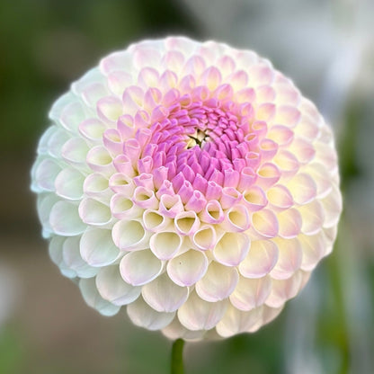 Close-up image of a white Hollyhill Miss flower with a pink center.