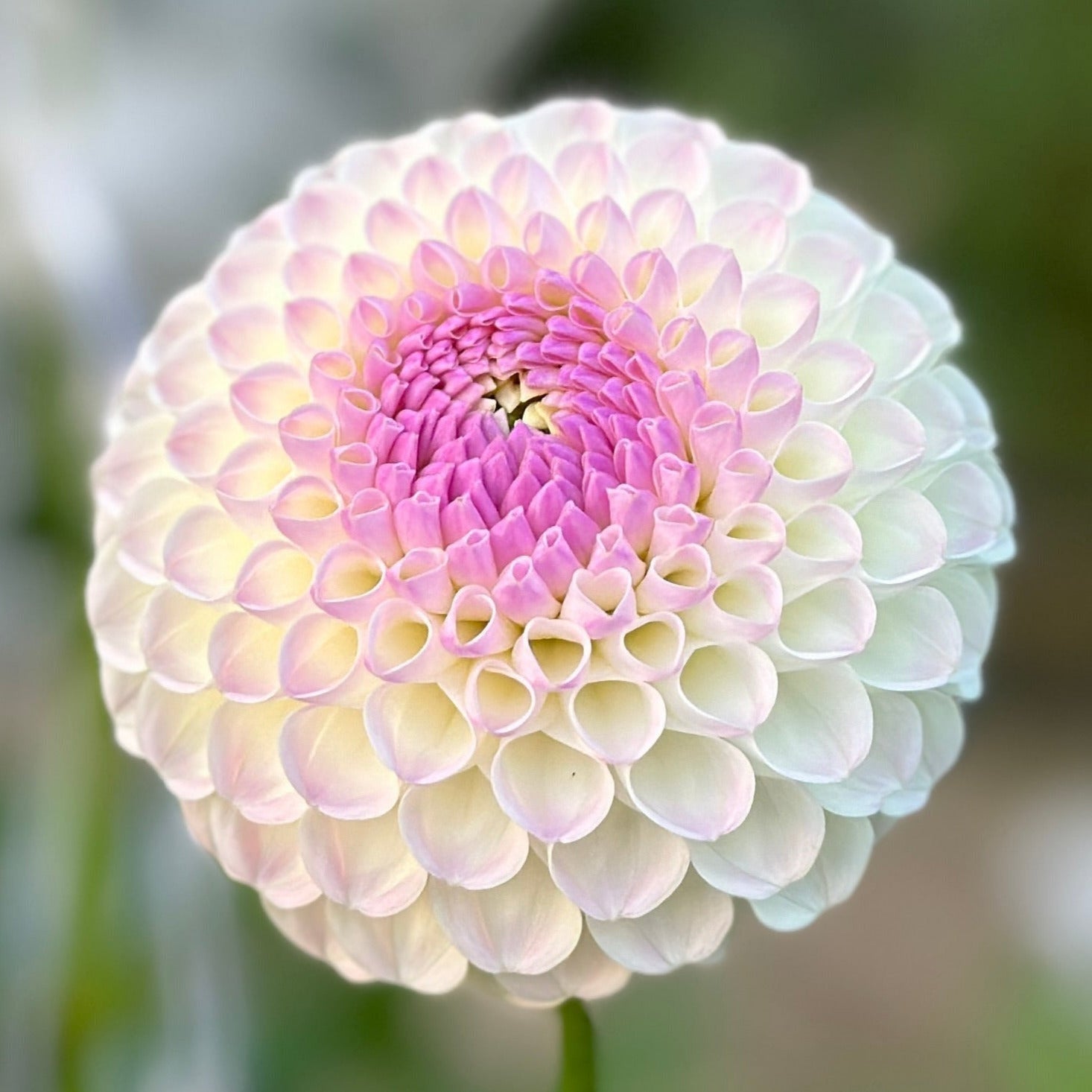 A round ball shaped dahlia with a blush pink center