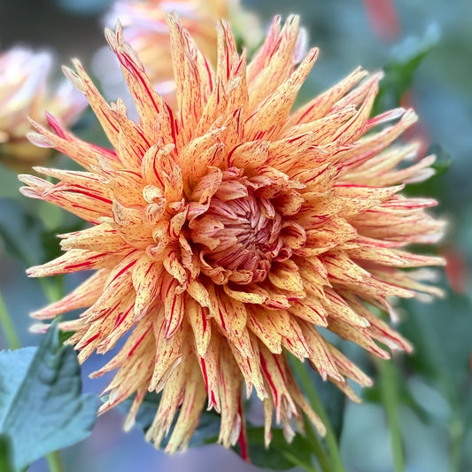 A yellow and red bloom on a blurred background 