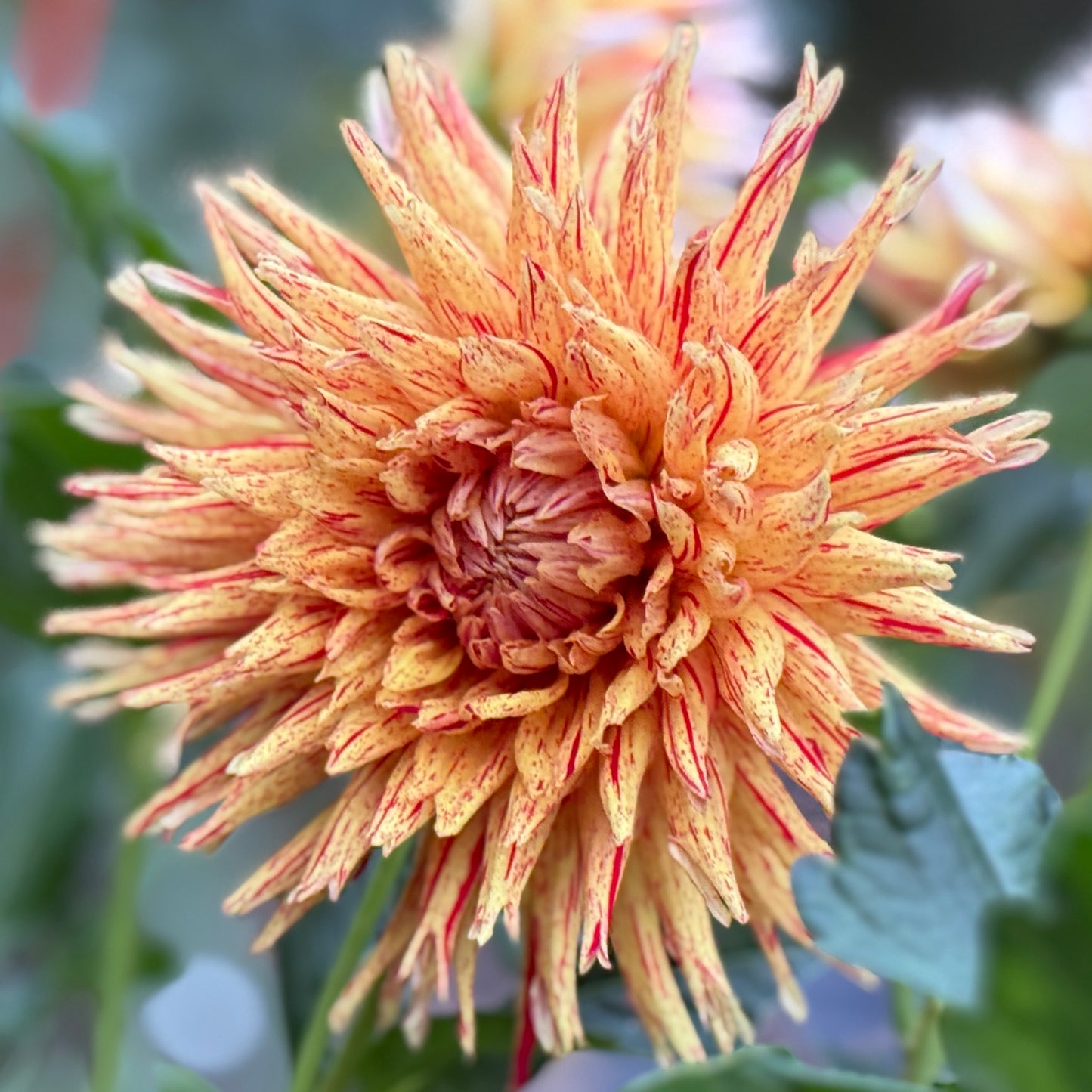 A yellow and red bloom on a blurred background 